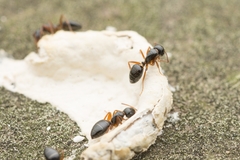 Camponotus itoi