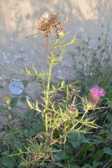 Cirsium ligulare