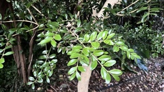 Buxus sinica