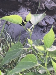 Ampelopsis cordata