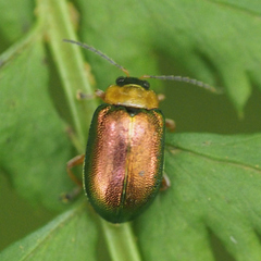 Agelasa nigriceps