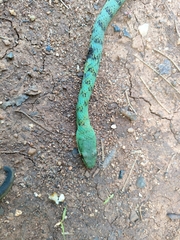 Philothamnus semivariegatus