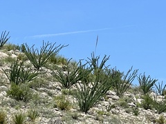 Fouquieria splendens