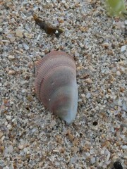 Septifer bilocularis