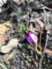 Elythranthera brunonis