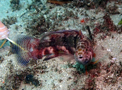 Eupetrichthys angustipes