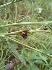 Ceratomegilla notata