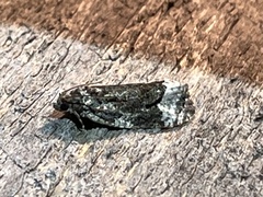 Apotomis capreana