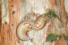 Triboniophorus graeffei