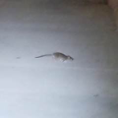 Rattus norvegicus