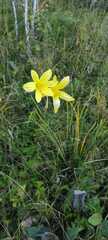 Hemerocallis minor