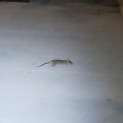 Rattus norvegicus
