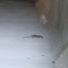 Rattus norvegicus
