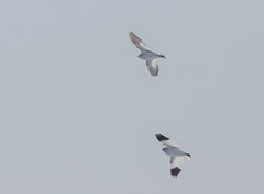 Plectrophenax nivalis