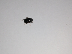 Onthophagus