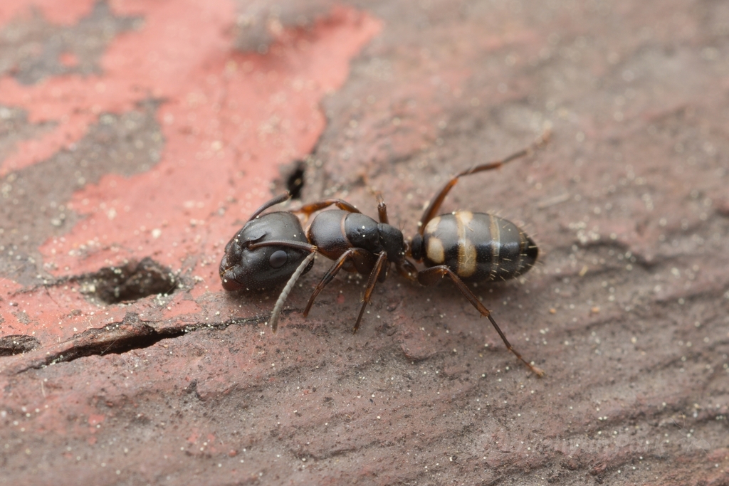 Four-spotted Carpenter Ant