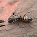 Camponotus quadrinotatus - Photo (c) Jonghyun Park,  זכויות יוצרים חלקיות (CC BY), הועלה על ידי Jonghyun Park