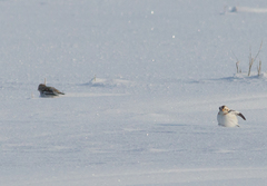 Plectrophenax nivalis