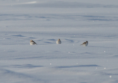 Plectrophenax nivalis