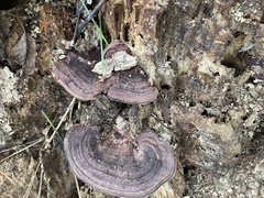 Nigroporus