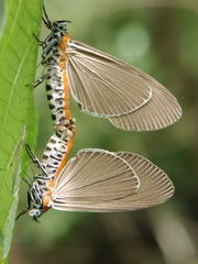 Euplocia membliaria