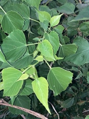 Ampelopsis cordata