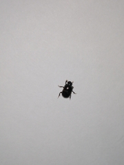 Onthophagus