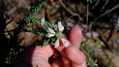 Darwinia pauciflora