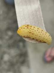 Iphiclides podalirius