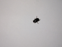 Onthophagus