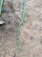 Philothamnus semivariegatus