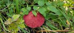 Suillus asiaticus