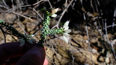 Darwinia pauciflora