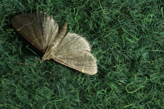 Hypsopygia glaucinalis