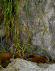 Cyperus enervis