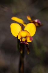 Diuris