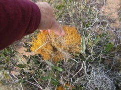 Teloschistes capensis