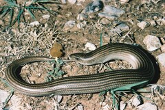 Chalcides striatus