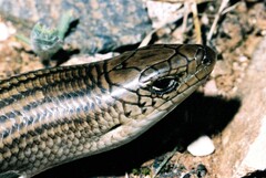 Chalcides striatus