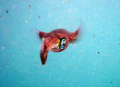 Sepioteuthis australis