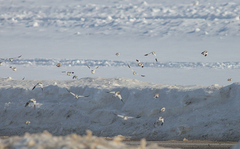 Plectrophenax nivalis