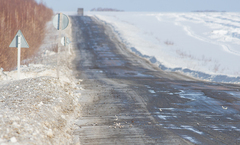 Plectrophenax nivalis