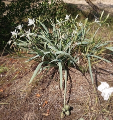 Pancratium maritimum