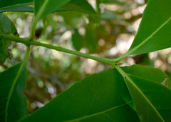 Elaeodendron melanocarpum