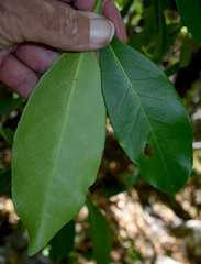 Elaeodendron melanocarpum