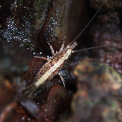 Archaeognatha