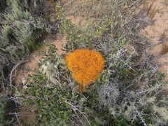 Teloschistes capensis