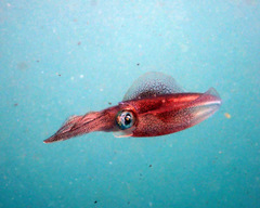 Sepioteuthis australis