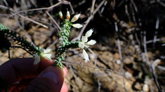 Darwinia pauciflora