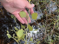 Eupatorium mikanioides